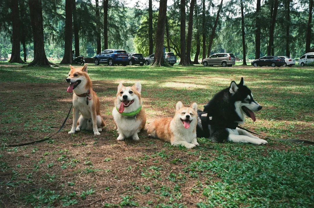 #7 - Dog Parks Solve Almost Nothing They Promise (Image Credits: Unsplash)