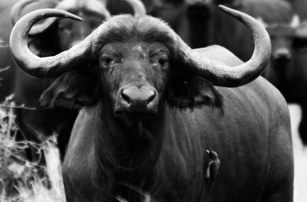 The Buffalo Nation's Sacred Covenant (Image Credits: Flickr)