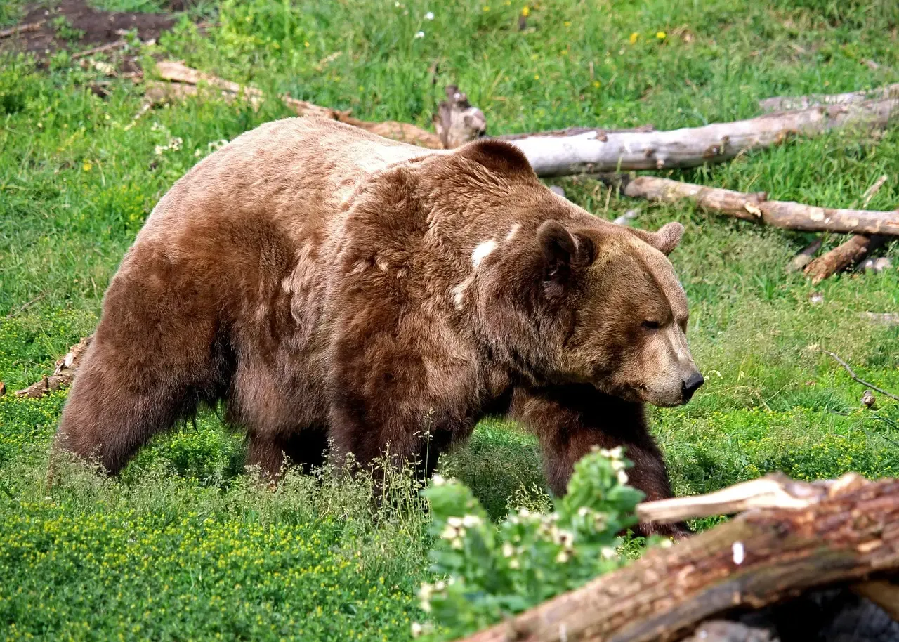 Never Run Away From a Bear (Image Credits: Pixabay)