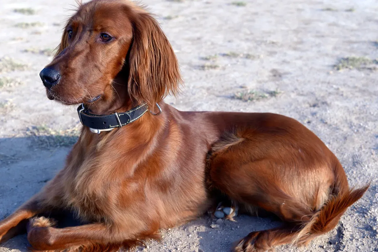 11. Irish Setter: Sociable, Trainable, and Cat-Compatible (Image Credits: Pixabay)