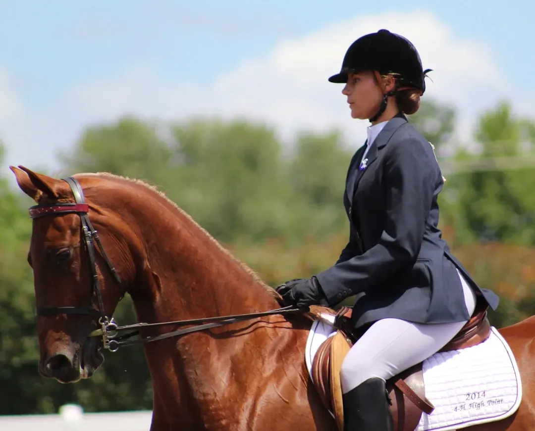 7 - Lipizzaner: The Classical Performer (Image Credits: Unsplash)