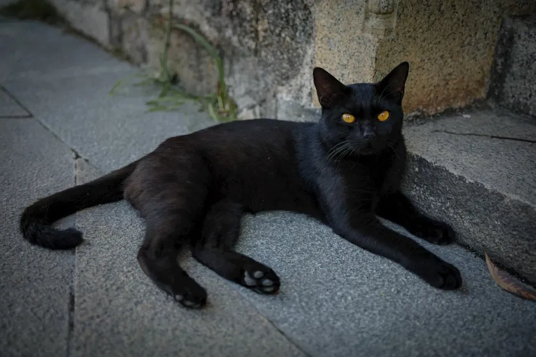 October: The Mysterious Black Cat (Image Credits: Unsplash)