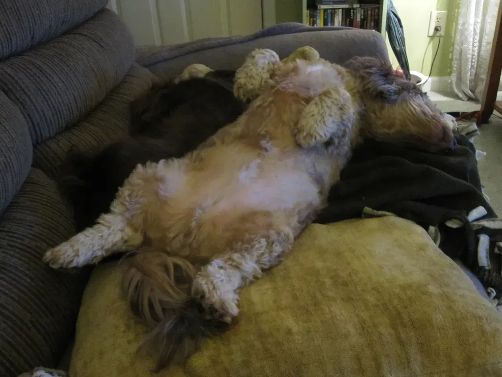 4. They Sleep Like They Own the Place (Tobyotter, Flickr, CC BY 2.0)