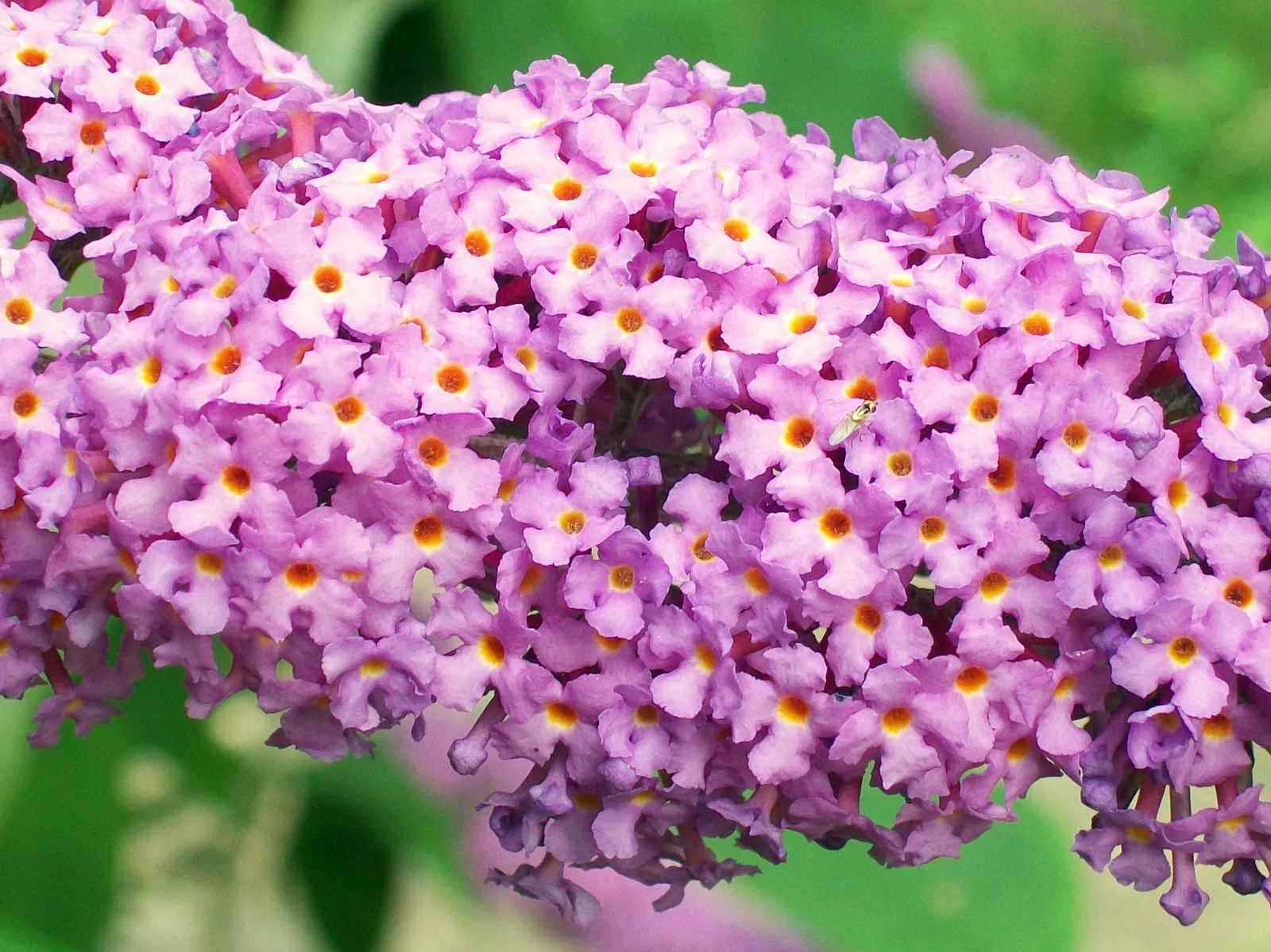 #6 Butterfly Bush (Buddleja davidii) (Butterfly-bush (Buddleja davidii) flowers, CC BY-SA 2.0)
