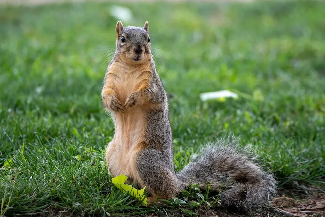 Territorial Instincts: Sometimes That Stare Is a Warning (Image Credits: Unsplash)