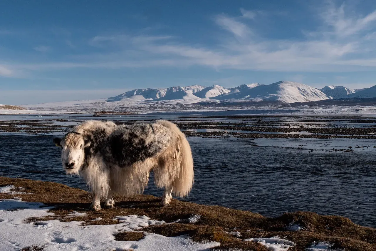10. Yak: The Domesticated Mountain Giant (Image Credits: Pixabay)