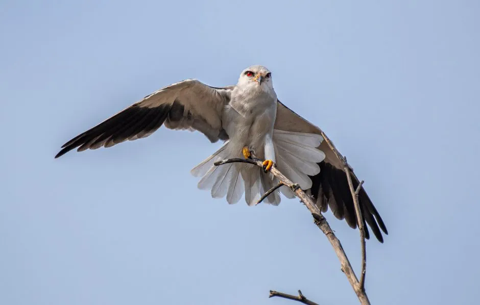 The Crab Plover of the Raptor World: The Black-Shouldered Kite’s Hover Hunt (Image Credits: Pexels)