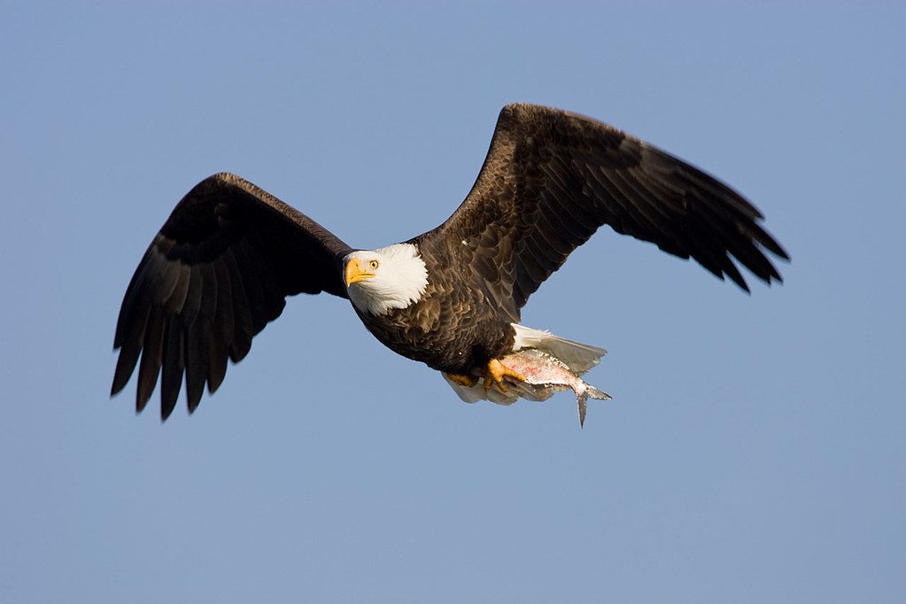 Minnesota: Land of Ten Thousand Eagles (Image Credits: Flickr)