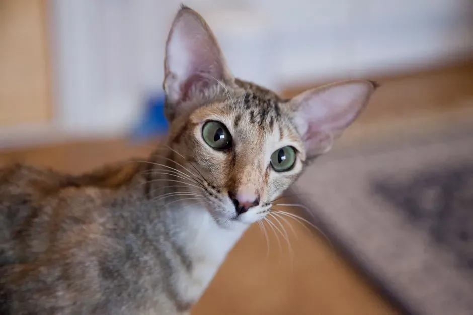 ENFJ: Oriental Shorthair (Image Credits: Pexels)