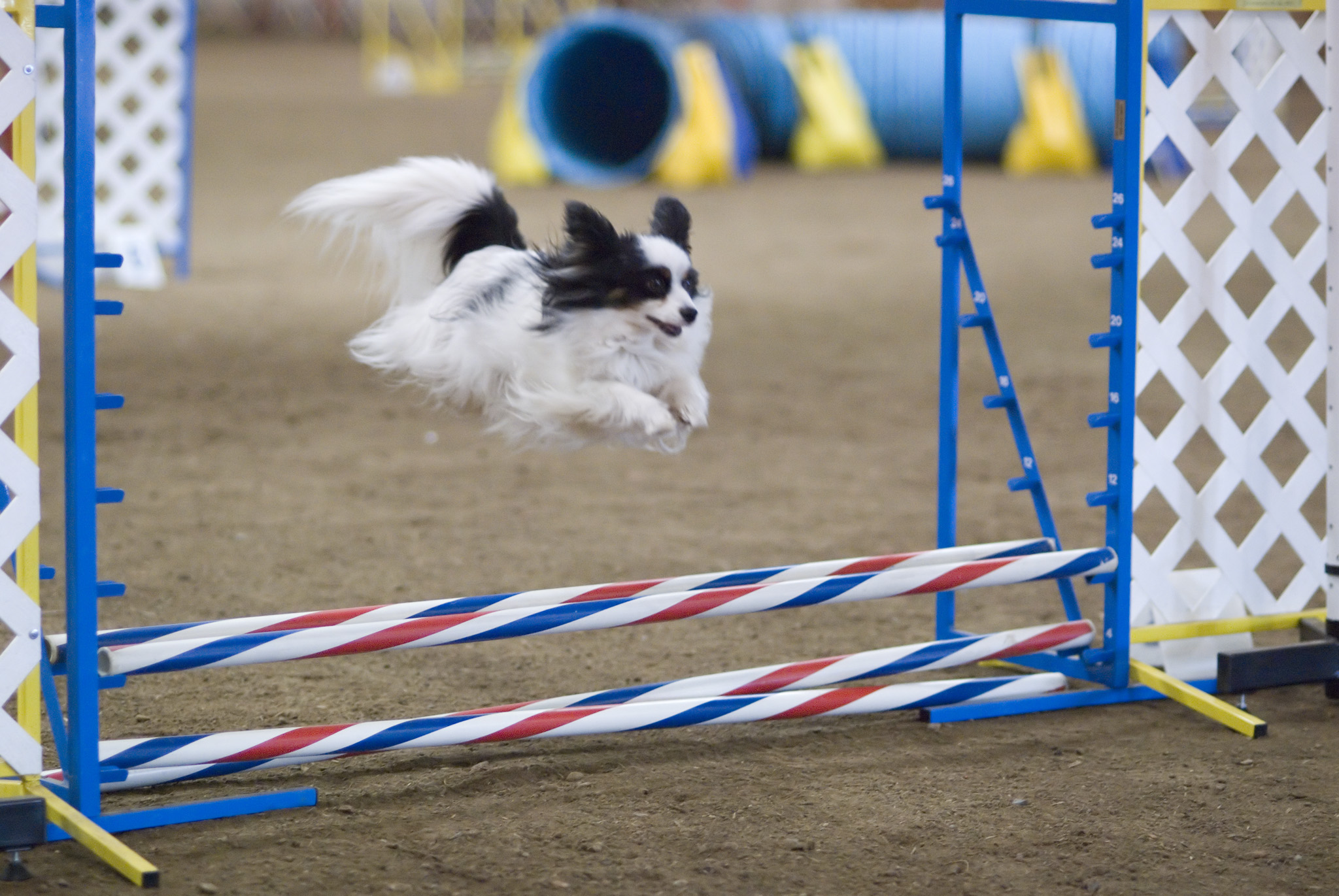 #6: Papillon (Image Credits: Wikimedia)
