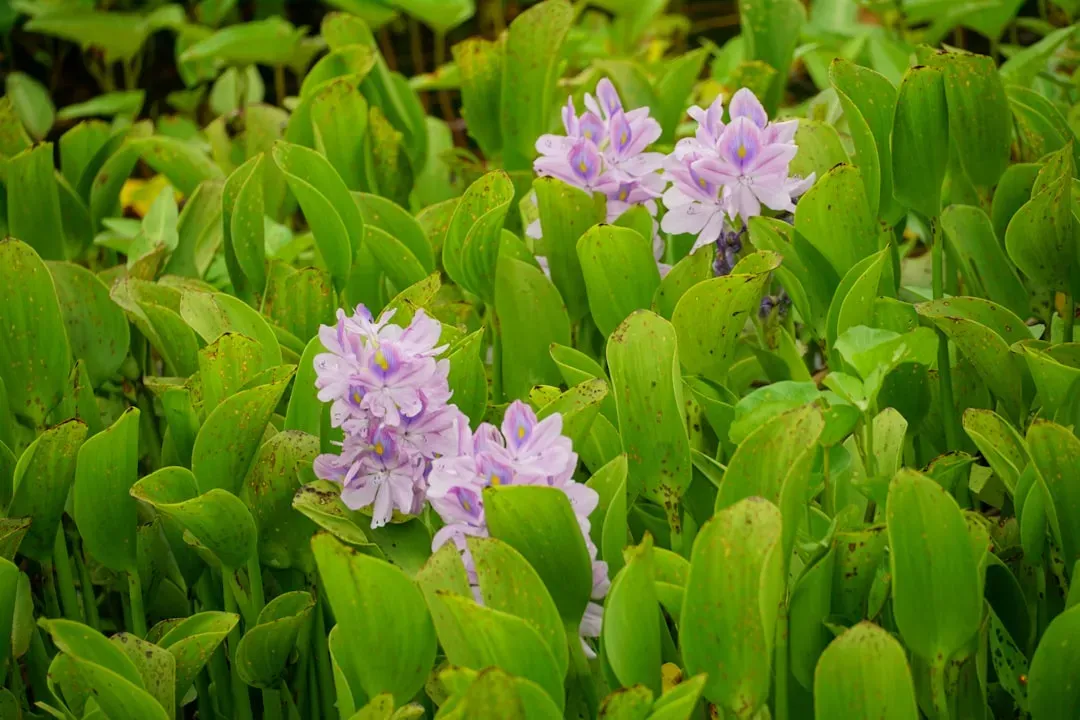 Hyacinths: Fragrant But Harmful To Your Furry Friends (Image Credits: Unsplash)