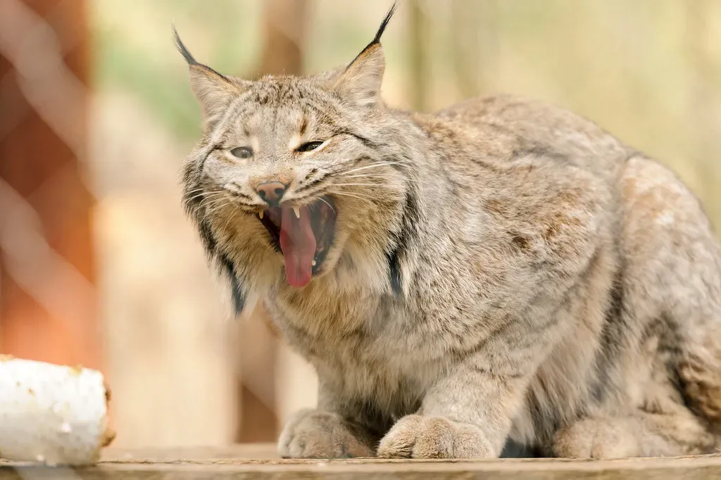 The Canada Lynx: Phantom of the Frozen North (Image Credits: Flickr)