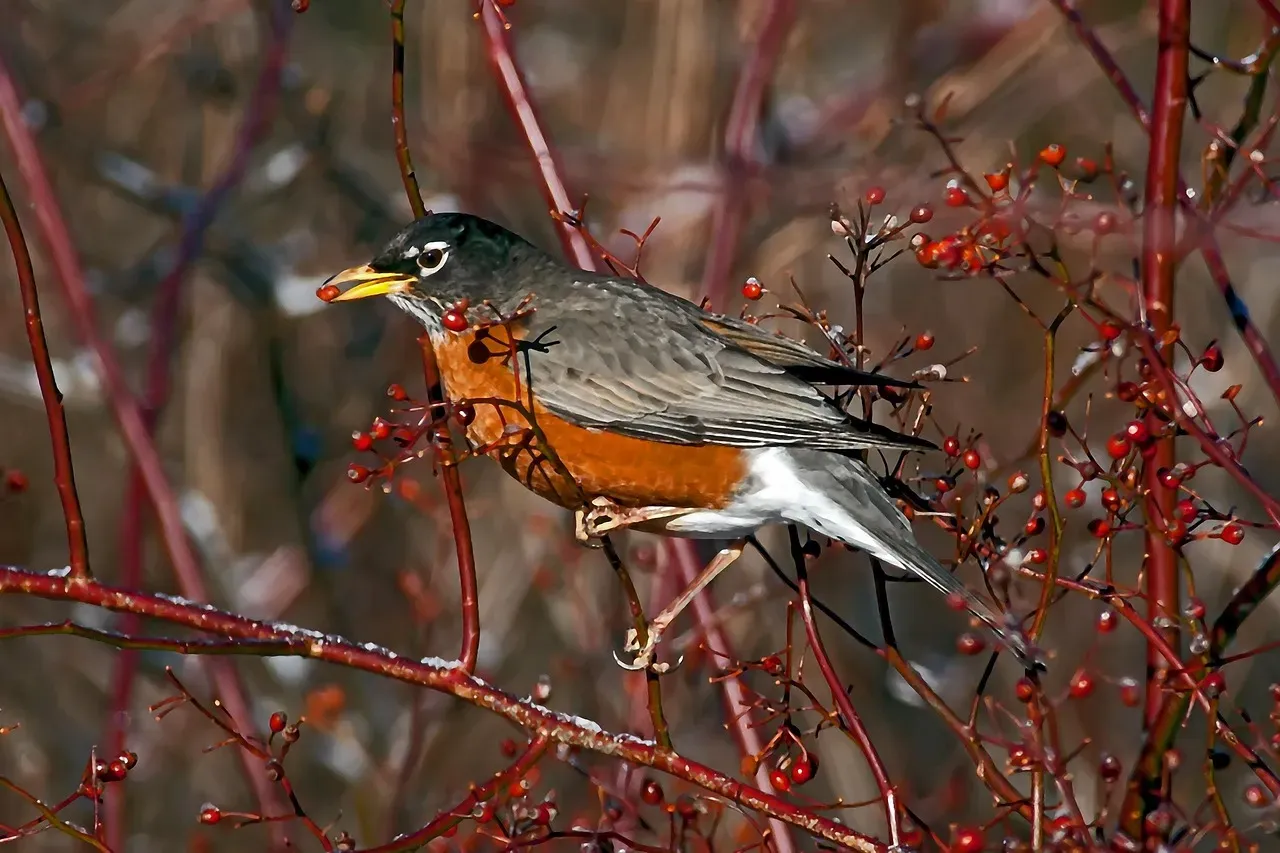 The American Robin's Cheerful Morning Anthem (Image Credits: Pixabay)