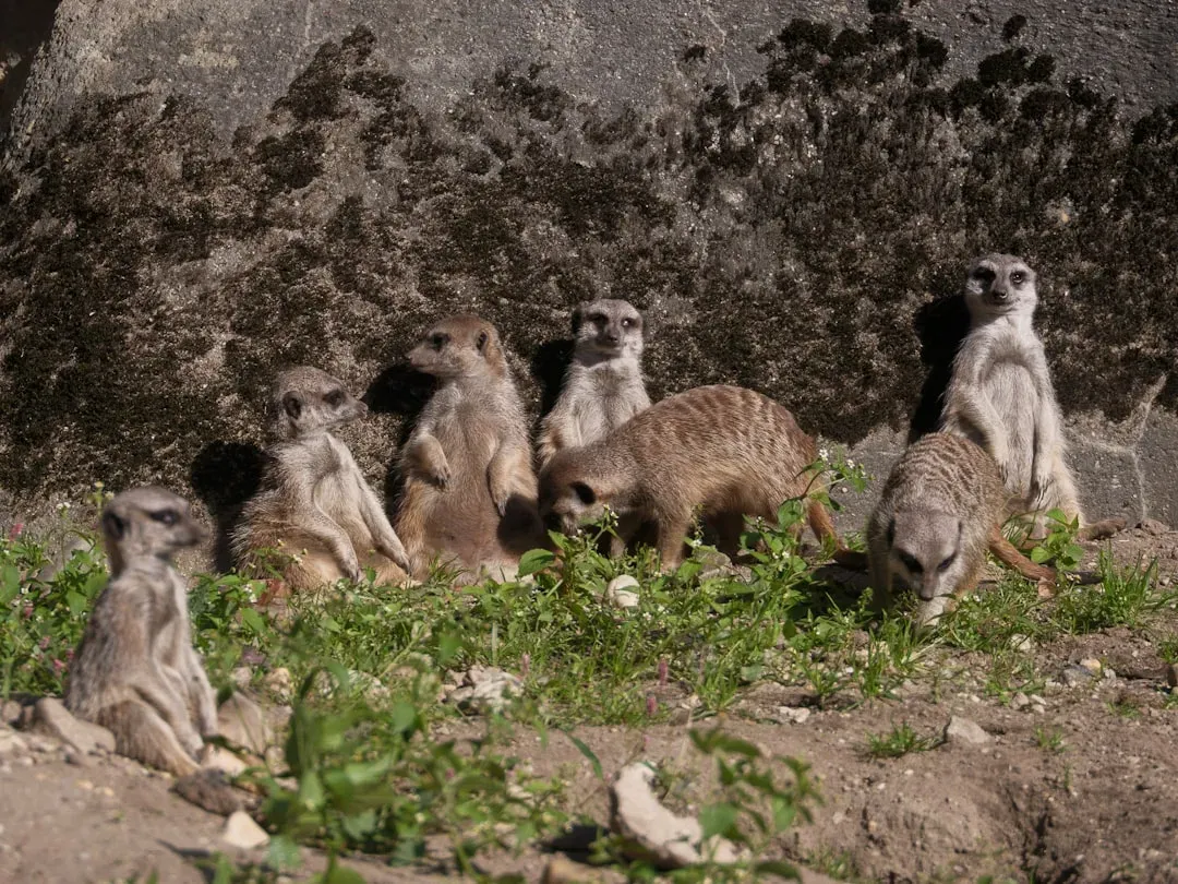 Libra (September 23 &ndash; October 22): The Meerkat (Image Credits: Unsplash)