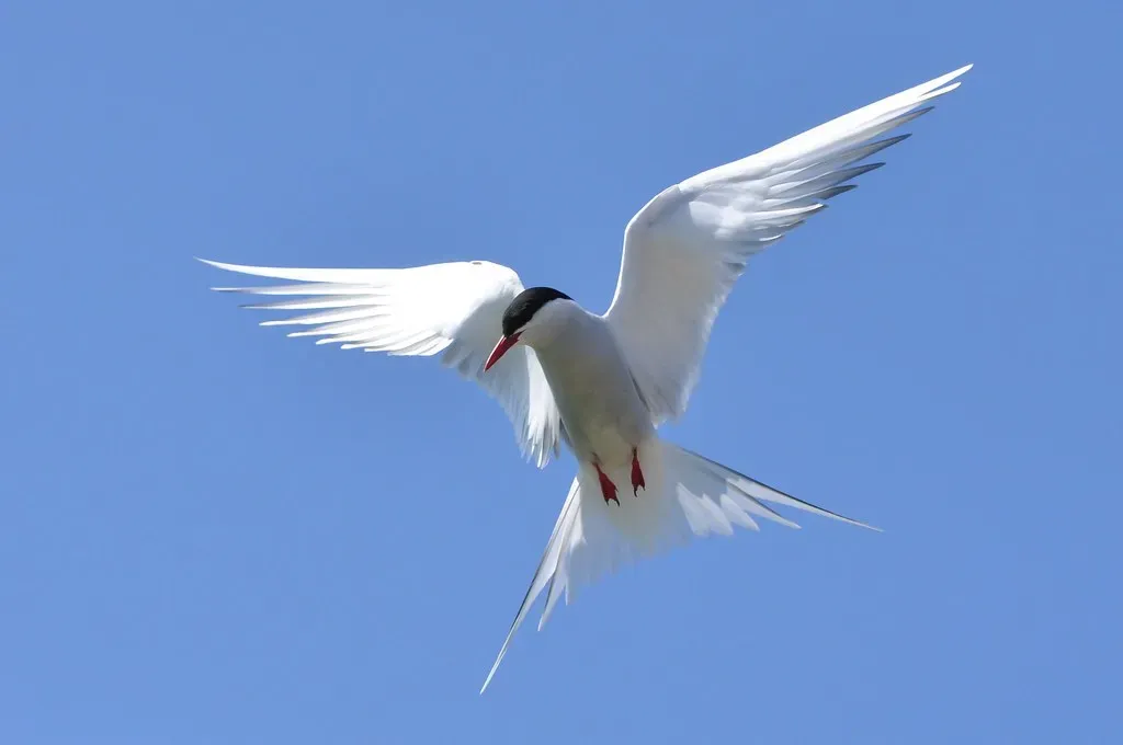 Arctic Terns (LindsayRs, Flickr, CC BY-SA 2.0)
