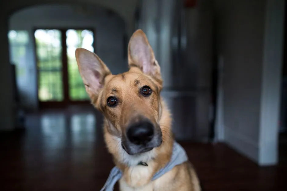 #6 - The Head Tilt That's Actually Active Listening (Image Credits: Pexels)