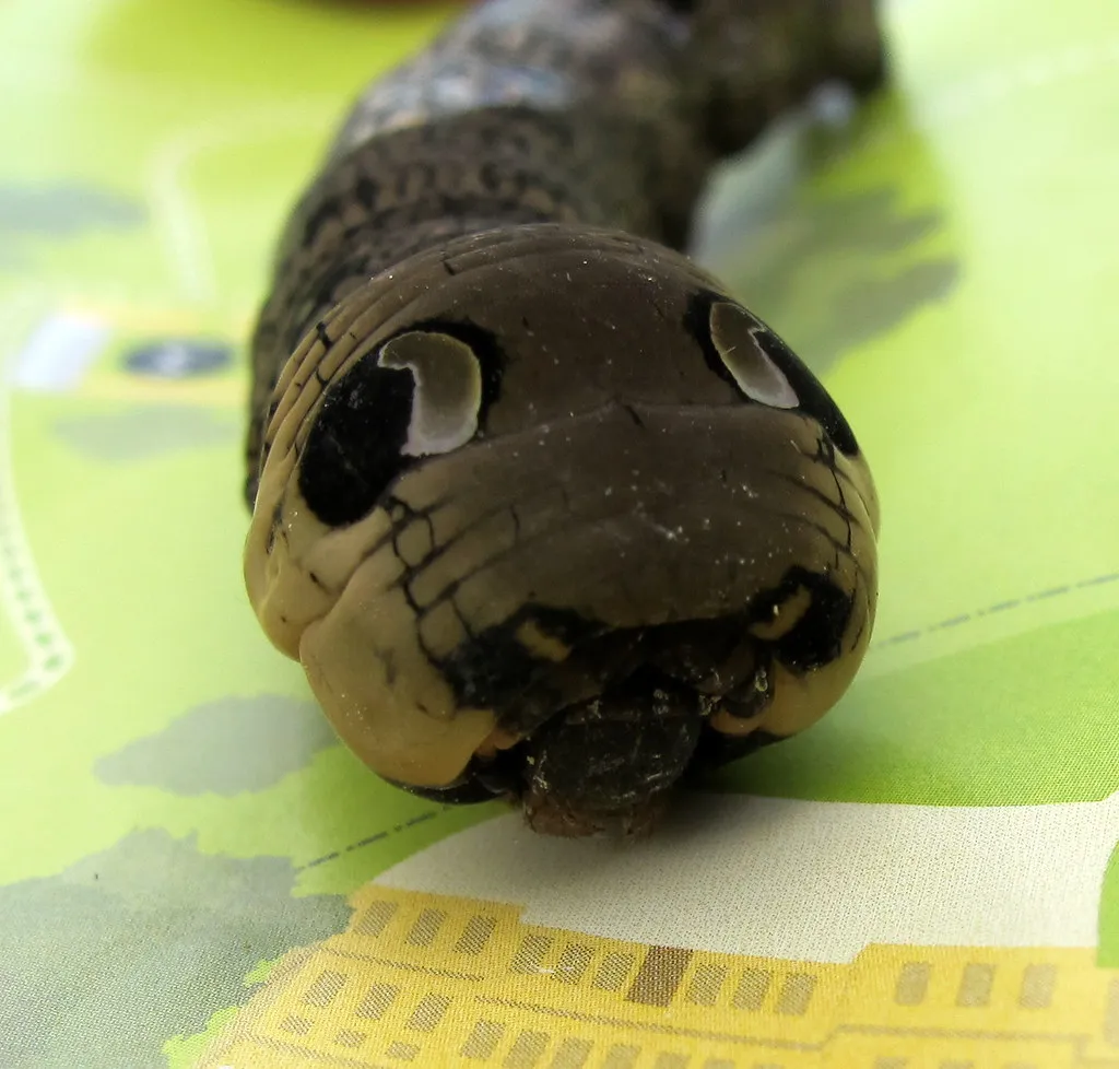 #8 - Using Fake Eyes And Fake Injuries To Redirect Attacks (crabchick, Flickr, CC BY 2.0)