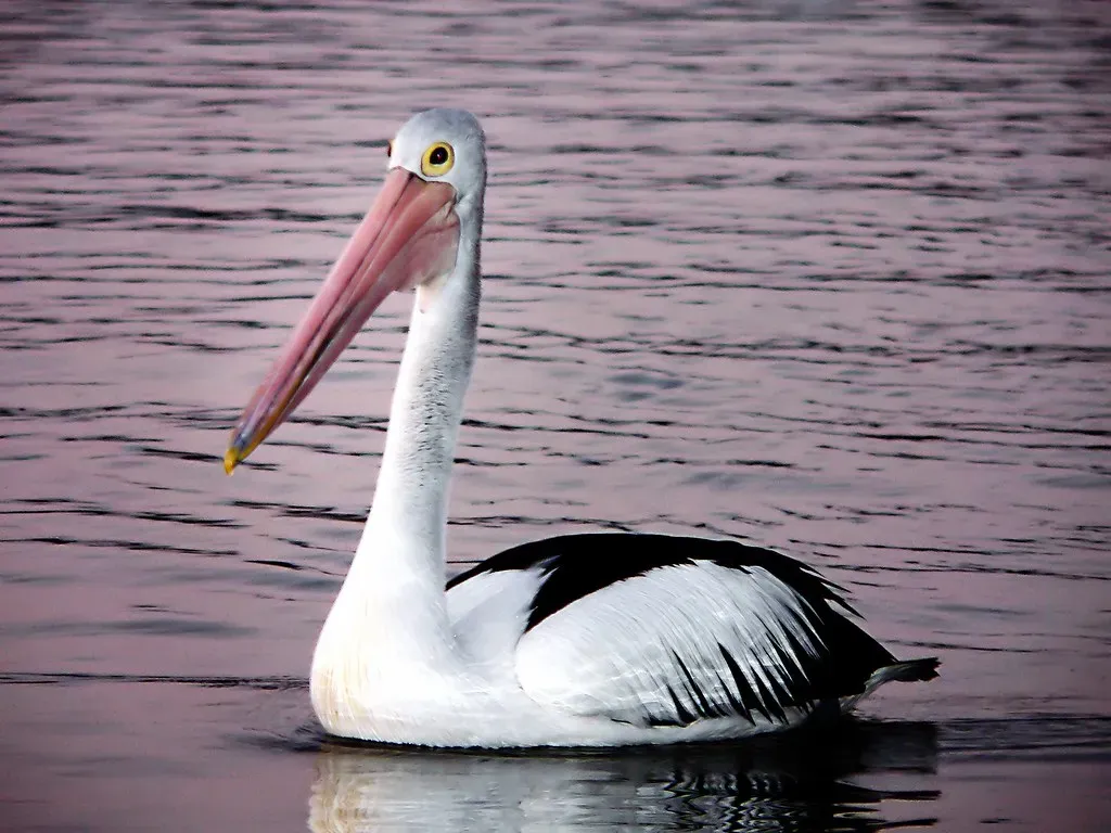 American White Pelican: Pouch Net (Image Credits: Flickr)