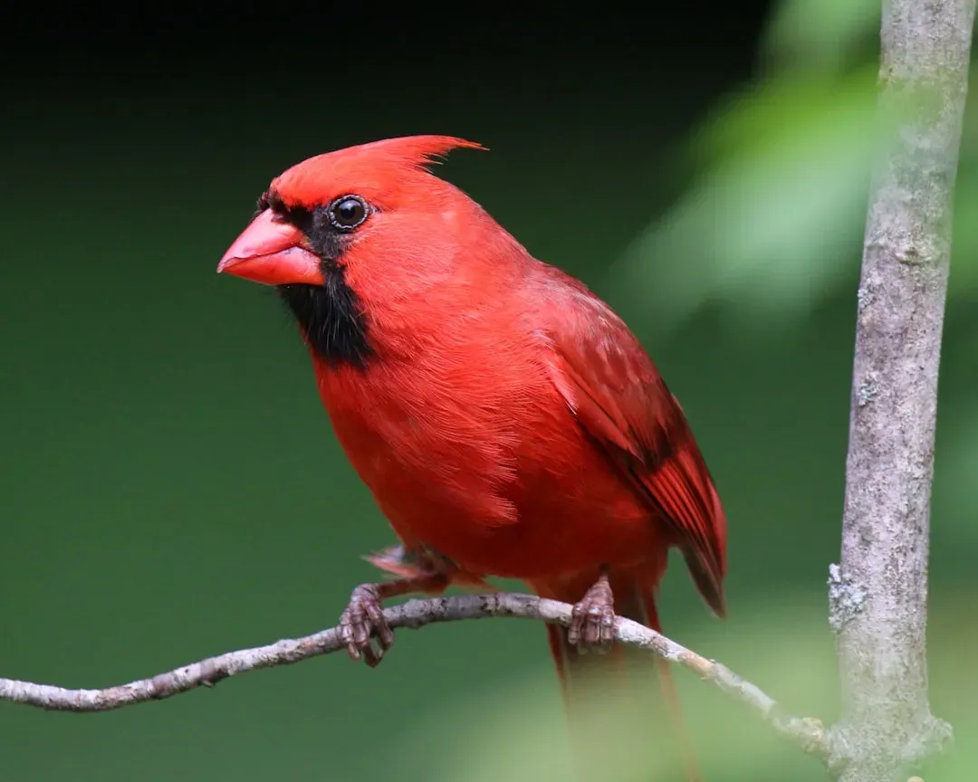 Leo (July 23 &ndash; August 22): The Northern Cardinal (Image Credits: Unsplash)