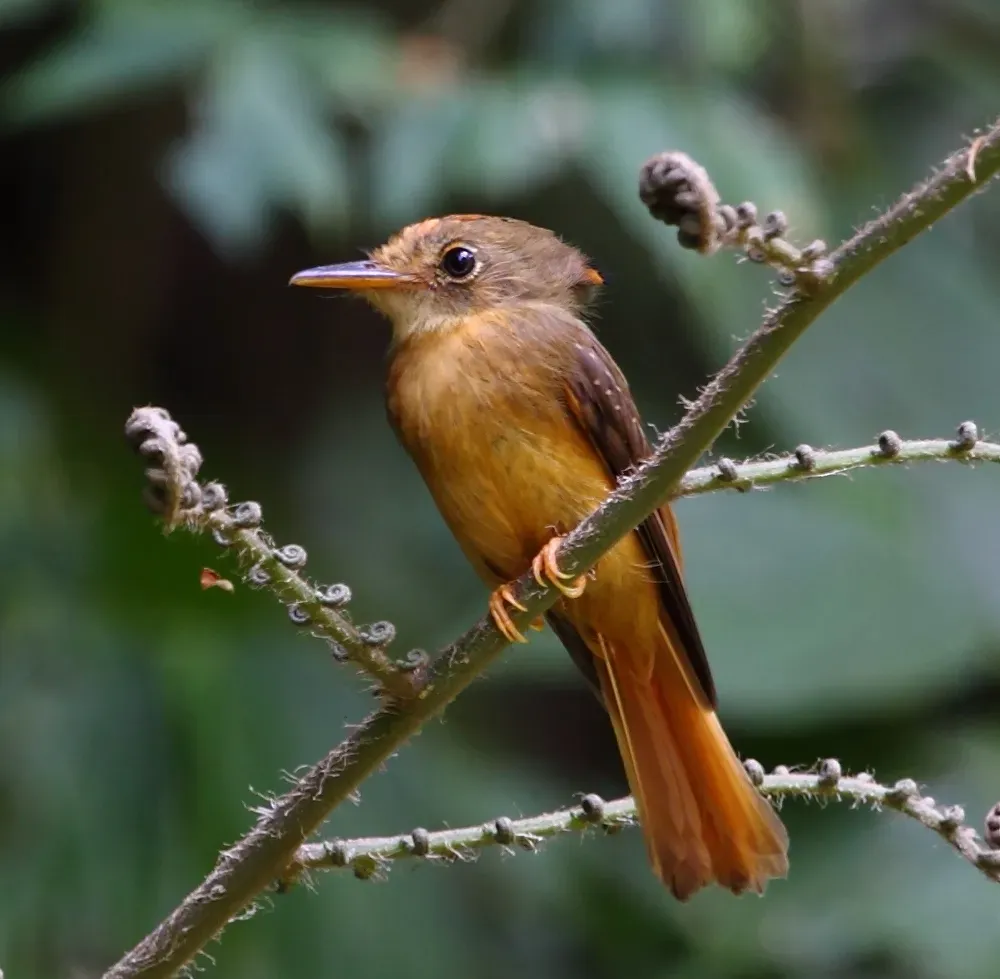 9. Royal Flycatcher (Image Credits: Wikimedia)