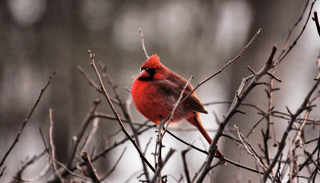 What the Cardinal's Behavior Actually Suggests (Phil Roeder, Flickr, CC BY 2.0)