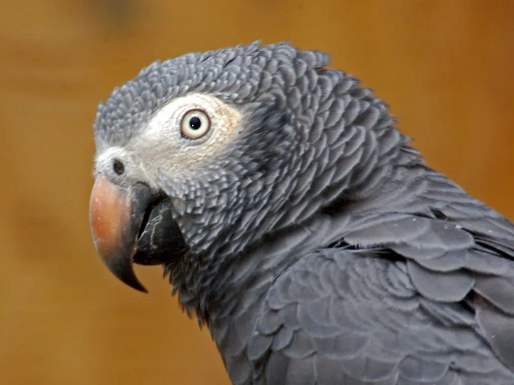 #1 African Grey Parrots (Ettore Balocchi, Flickr, CC BY 2.0)