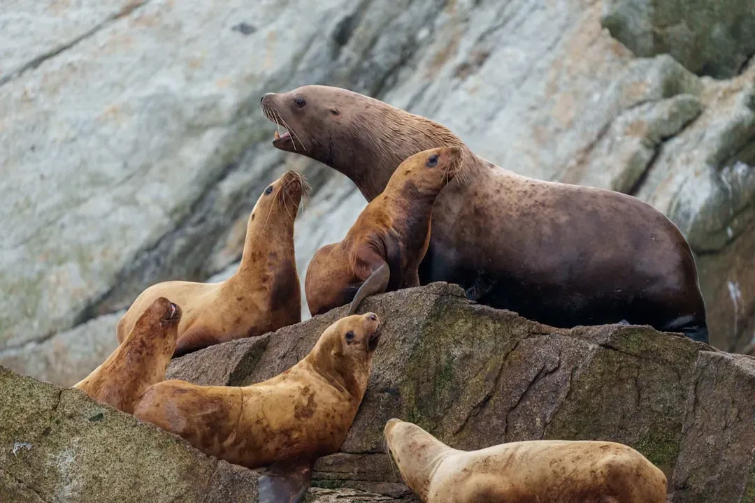 7. Sea Lions: The Playful Learners (Image Credits: Unsplash)