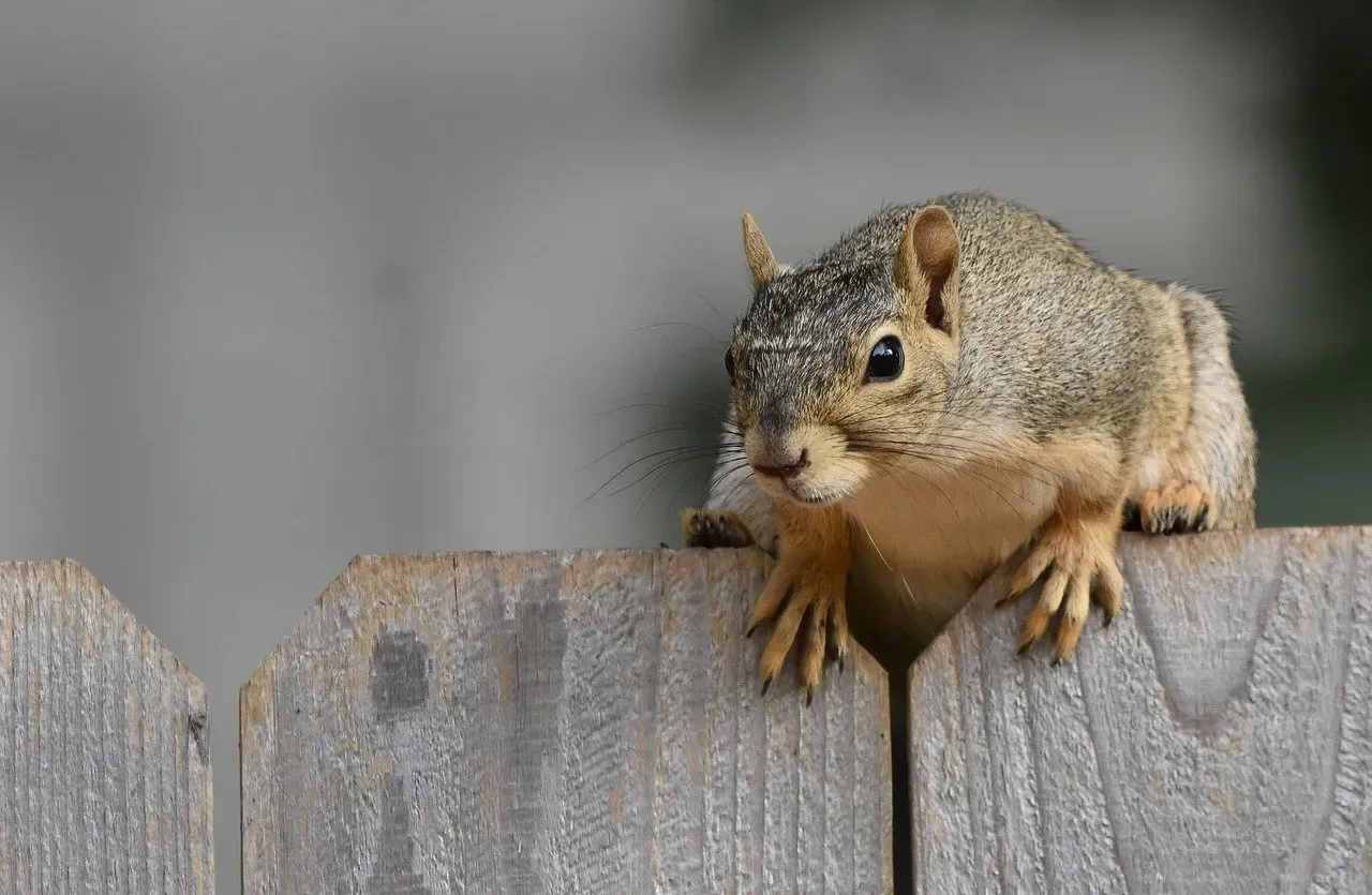 Conclusion: Your Backyard Can Be a Place Worth Returning To (Image Credits: Pixabay)