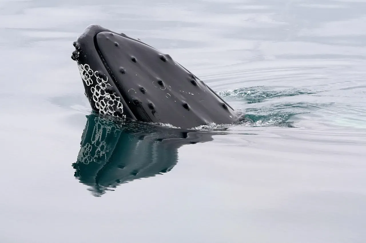 Whale Songs Follow the Same Rules as Human Language (Image Credits: Pixabay)