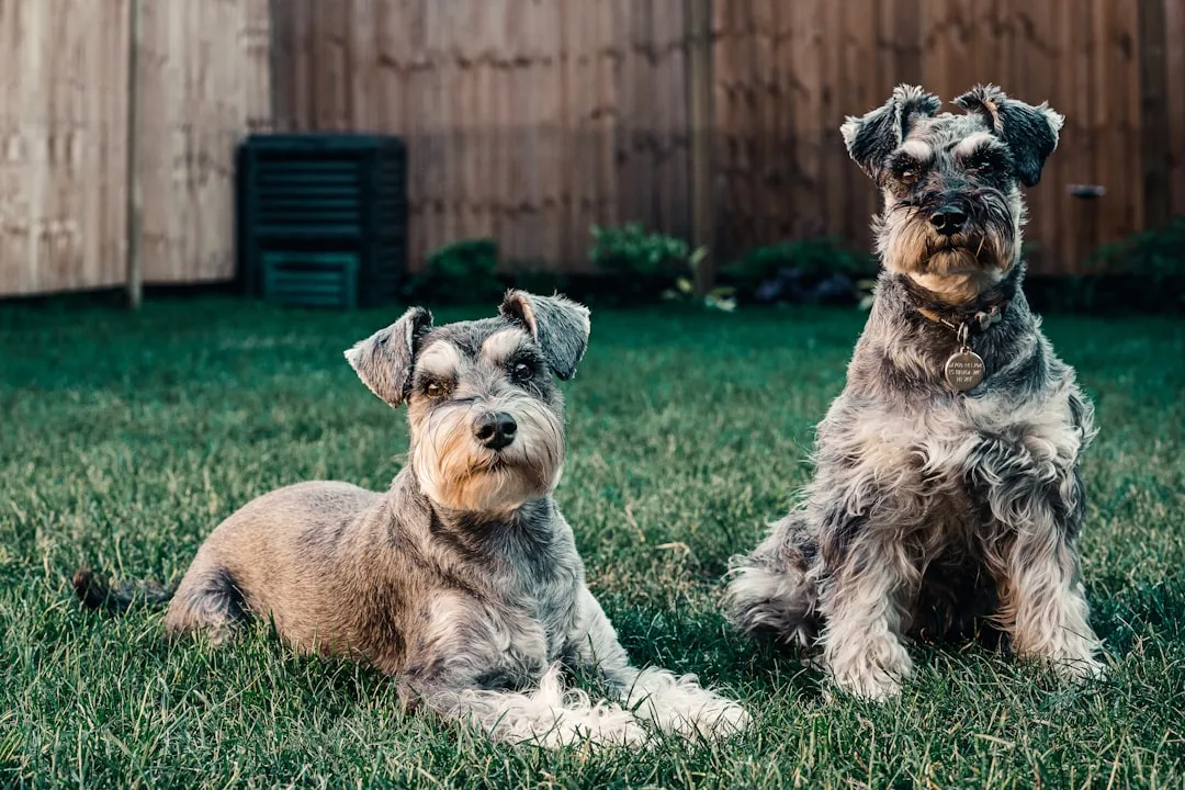 #14 - Miniature Schnauzer: Small Dog, Big Brain, Still Apartment-Friendly (Image Credits: Unsplash)