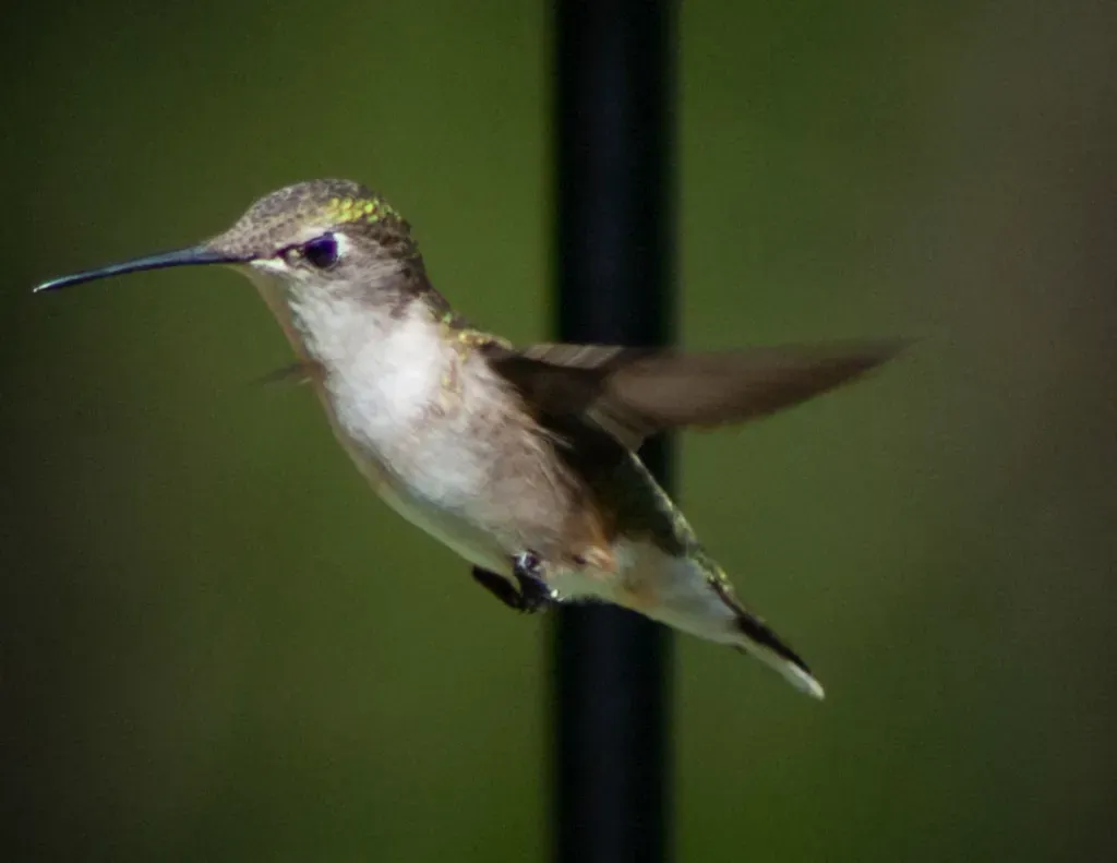 #9: Their Nests Are Among Nature's Most Ingenious Constructions (Me in ME, Flickr, CC BY 2.0)
