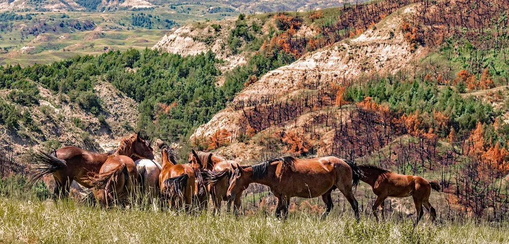 Ancient Roots: Horses Belong to North America More Than We Think (Rennett Stowe, Flickr, CC BY 2.0)