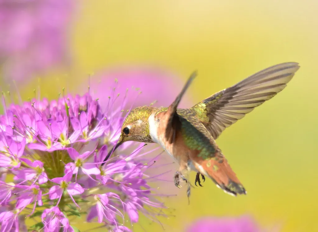 #11: The Rufous Hummingbird Migrates Nearly 4,000 Miles Relative to Its Body Size (USFWS Mountain Prairie, Flickr, CC BY 2.0)