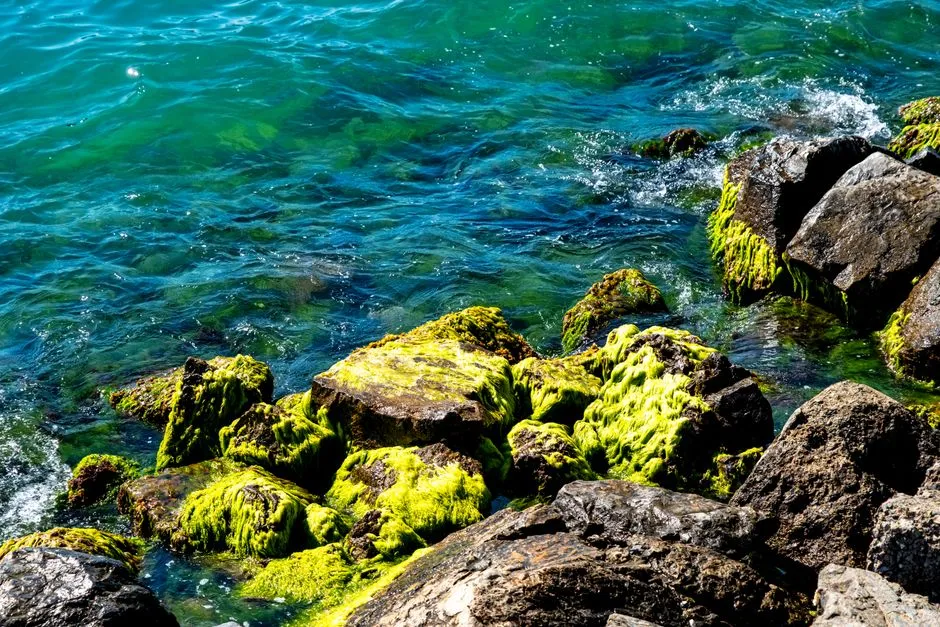 #9 - Blue-Green Algae Turns Water Toxic Overnight (Image Credits: Pexels)