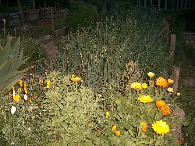Use Companion Planting as a Natural Defense (hardworkinghippy : La Ferme de Sourrou, Flickr, CC BY-SA 2.0)