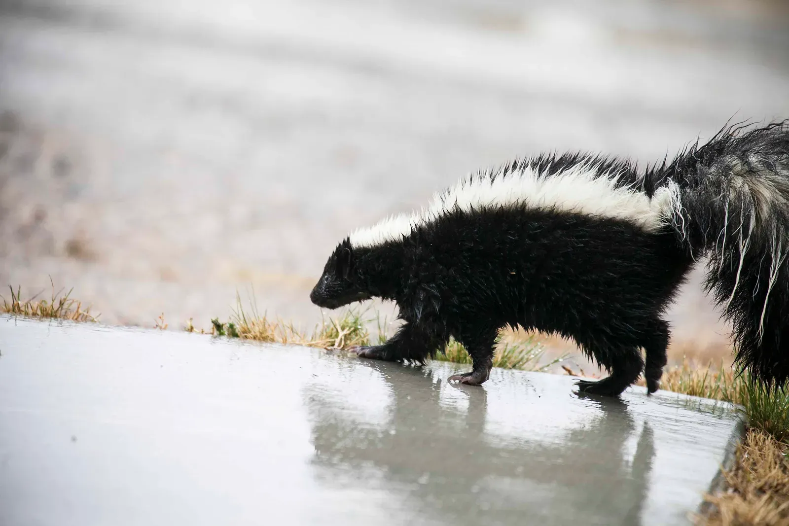 Colorado: Mountain Skunk Country (Image Credits: Wikimedia)