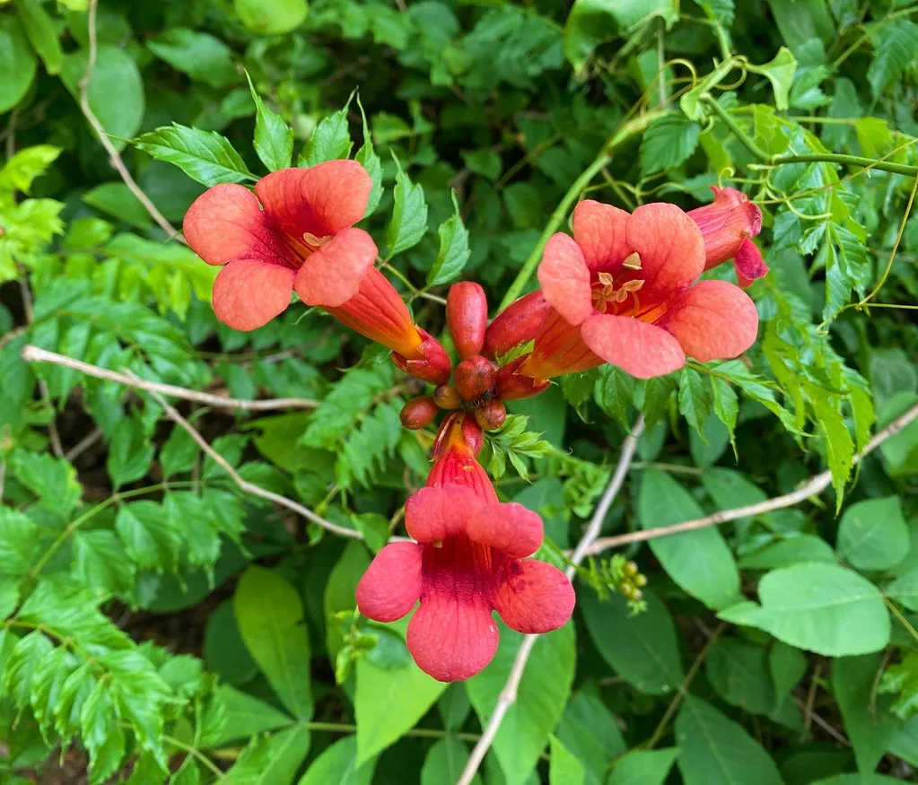 9 - Trumpet Vine (Campsis radicans) (Image Credits: Flickr)