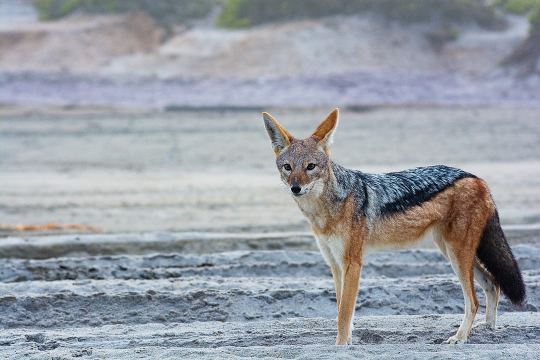 The Coyote: Creator and Teacher of Humanity (Image Credits: Unsplash)