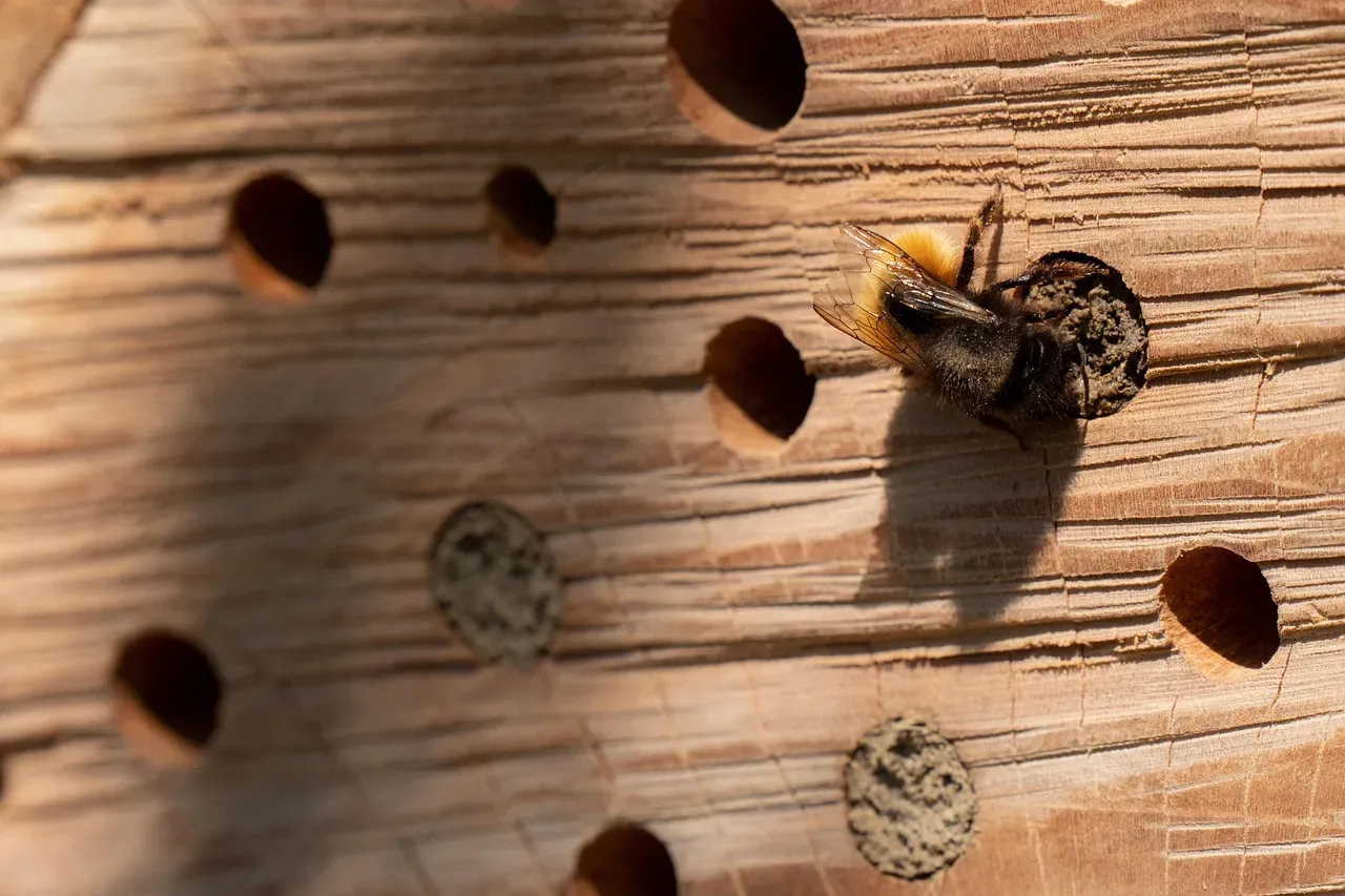 #7: Build or Buy a Bug Hotel for Beneficial Insects (Image Credits: Pixabay)