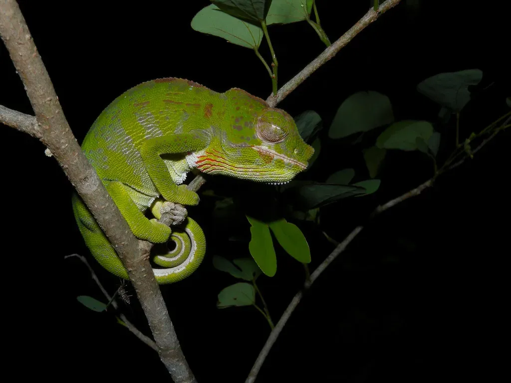 #8: One Species Lives Only Four to Five Months (Frank.Vassen, Flickr, CC BY 2.0)