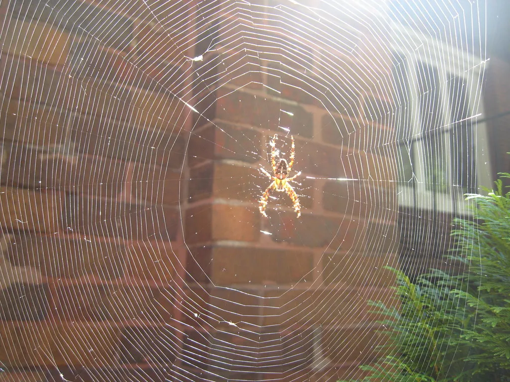 South American Beliefs: Spiders as Weavers of Fate (moonrat42, Flickr, CC BY-SA 2.0)