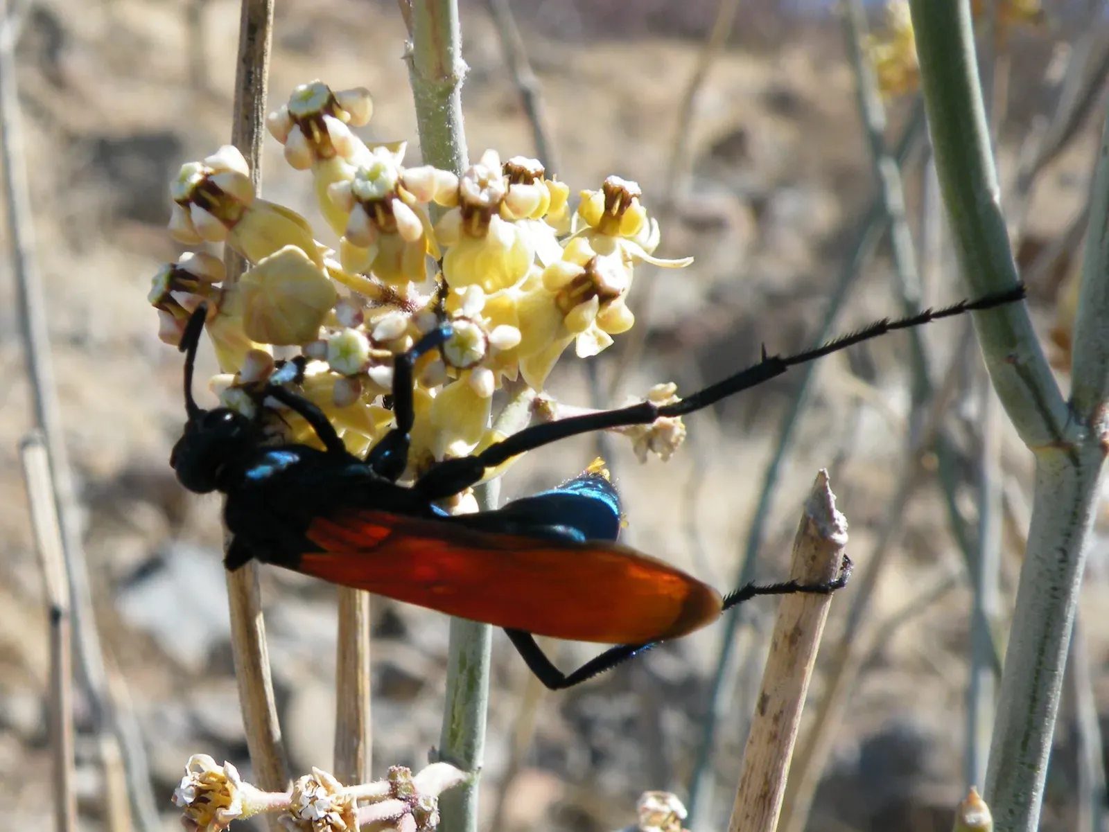 10. Tarantula Hawk Wasp (Image Credits: Wikimedia)