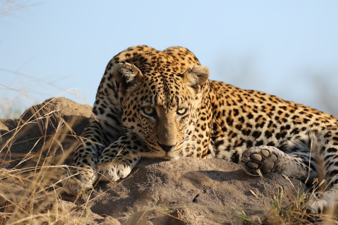 Cultural Perspectives and Modern Conservation (Image Credits: Unsplash)