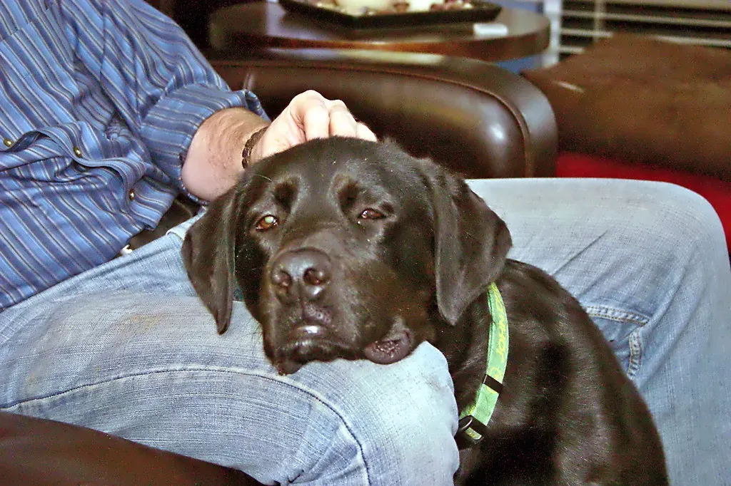 Relaxed Ear Flops (Image Credits: Flickr)