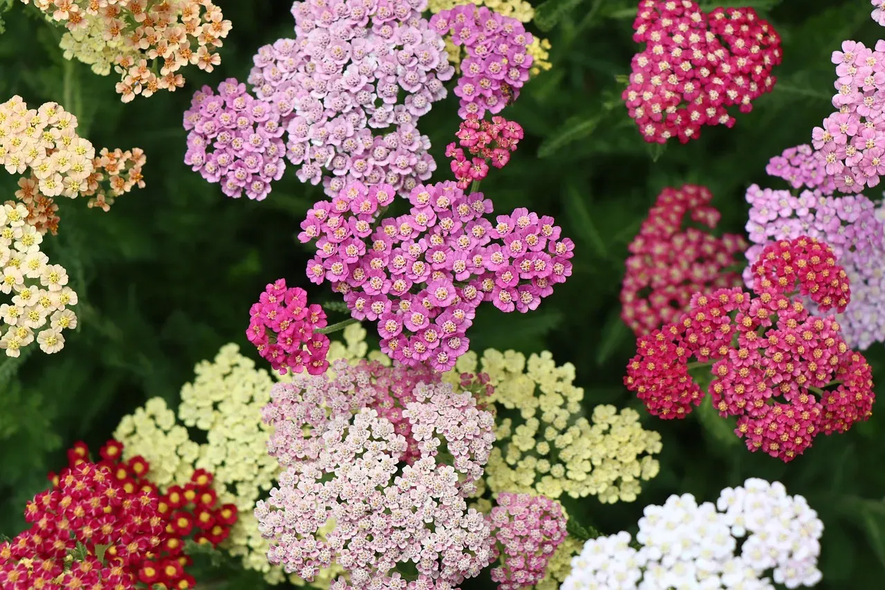 #10 - Yarrow (Achillea) (Image Credits: Pixabay)