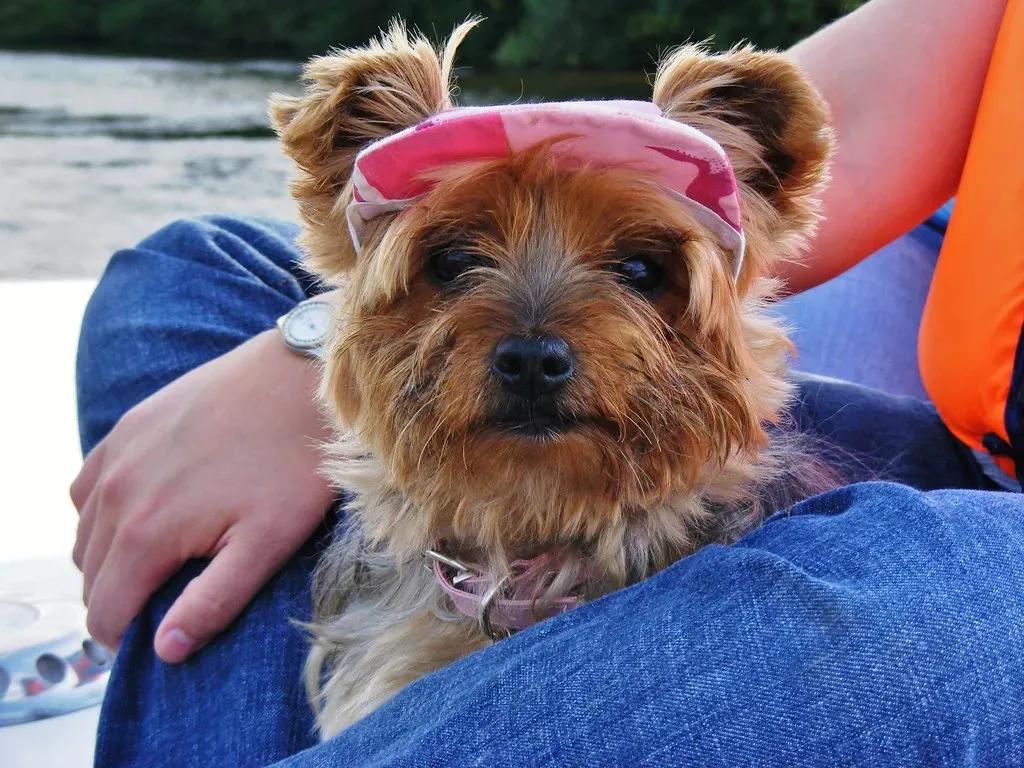 15. Norfolk Terrier - Small Dog, Maximum Scruff (35mmMan, Flickr, CC BY 2.0)