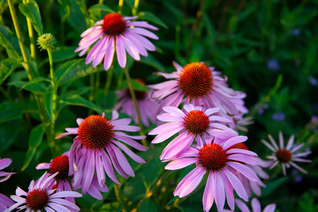 4. Echinacea (Coneflower): Spiky Textures, Stubborn Stems (Image Credits: Unsplash)