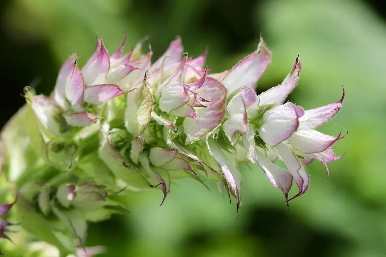 #8 - Sage: The Fire-Pit Herb With a Hidden Superpower (Image Credits: Pixabay)