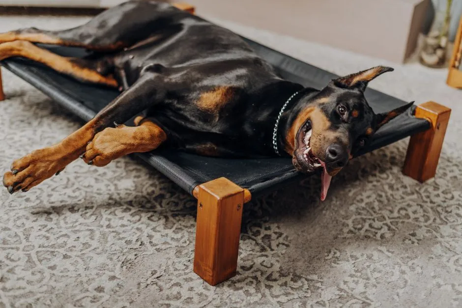 Water, Treats, And Cooling Products: What Actually Helps (Image Credits: Pexels)