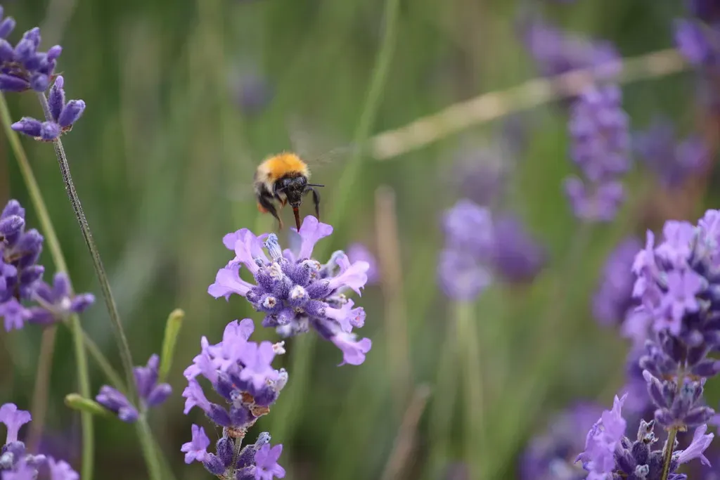 Lavender: The Undisputed Bee Magnet (andrew_j_w, Flickr, CC BY-SA 2.0)